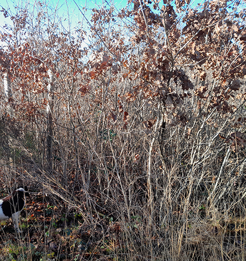 Foret de Tronçais parcelle protégée